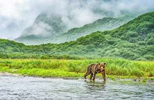 Katmai Peninsula Prints: Katmai Peninsula, Alaska. Portrait of female brown bear walking out of the mist along the riverbank hunting for fish