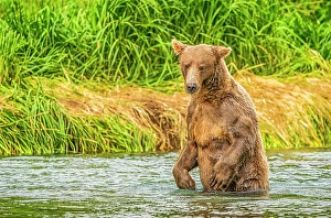 Katmai Peninsula Prints: Katmai Peninsula, Alaska. Portrait of large male brown bear waiting to grab a salmon swimming upriver