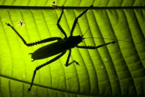 Katydid (Choeroparnops alatus), Yasuni National Park, Amazon Rainforest. ECUADOR