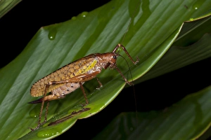 Biology Prints: Katydid (Choeroparnops alatus), Yasuni National Park, Amazon Rainforest, ECUADOR