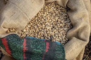 Coffee Prints: Kauai Coffee beans drying, Kauai, Hawaii, USA