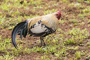 Rooster Prints: Kauai, Hawaii. Chickens