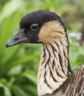 Kauai, Hawaii. Nene Goose at Kilauea Lighthouse