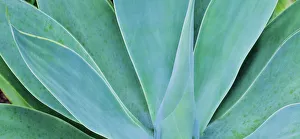 Agave Prints: Kauai, Hawaii. Panorama of agave