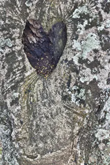 Lichen Prints: Kauai, Hawaii. tree trunk with heart shape in the bark