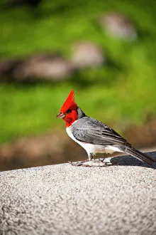 Micah Wright Prints: Kauai, Hawaii, USA. The red head Cardinal is a bird commonly found on Kauai, Hawaii