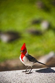 Kauai, Hawaii, USA. The red head Cardinal is a bird commonly found on Kauai, Hawaii