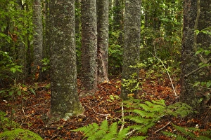 Nth Is Prints: Kauri Trees, Parry Kauri Park, Warkworth, Auckland Region, North Island, New Zealand