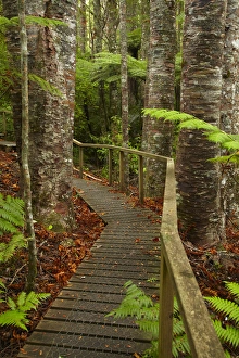 Fern Prints: Kauri Trees and walking track, Parry Kauri Park, Warkworth, Auckland Region, North Island