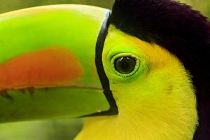Keel-billed Toucan (Ramphastos sulfuratus), National Bird of Belize, Belize Zoo near Belize City
