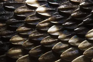 Viper Prints: Keeled Scale Detail Eastern Diamondback Rattlesnake (Crotalus adamanteus)