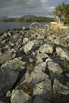 Images Dated 13th September 2006: Keith Island, Broken Island Group, Pacific Rim National Park Preserve, British Columbia