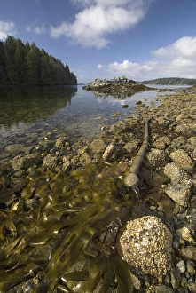 Images Dated 14th September 2006: Keith Island, Broken Island Group, Pacific Rim National Park Preserve, British Columbia