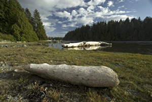 Images Dated 13th September 2006: Keith Island Driftwood, Broken Island Group, Pacific Rim National Park Preserve, British Columbia