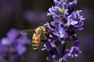 Keizer Prints: Keizer, Oregon, Honey Bee gathering nectar