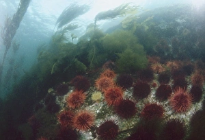 Kelp Prints: Kelp Bed Scenic near Ketchikan, SE Alaska