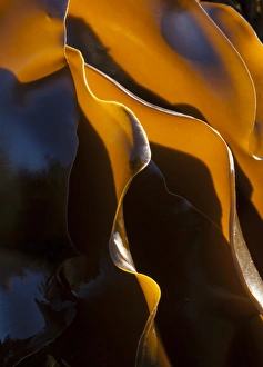 Kelp Prints: Kelp, Olympic National Park, Washington, USA