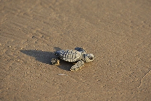 Shoreline Prints: Kemps ridley sea turtle (Lepidochelys kempii), baby turtle, South Padre Island