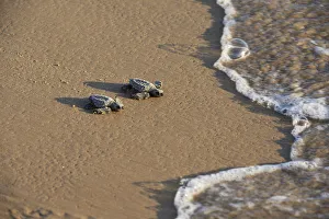 Animals Prints: Kemps ridley sea turtle (Lepidochelys kempii), baby turtles walking towards surf
