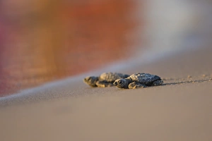 Images Dated 14th July 2015: Kemps Ridley Sea Turtue (Lepidochelys kempii) hatchling
