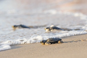 Images Dated 14th July 2015: Kemps Ridley Sea Turtue (Lepidochelys kempii) hatchling