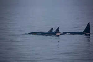 USA, North America, Alaska Prints: Kenai Fjords, Alaska, pod of Orca Killer Whales