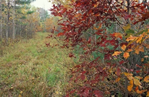 Images Dated 1st May 2007: Kennebunkport, ME A tractor road in the woods on the Steele Farm. Fall
