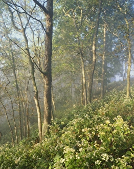 Images Dated 19th March 2010: Kentucky, Garrard County, Polly Bend, White snakeroot flowers growing in forest