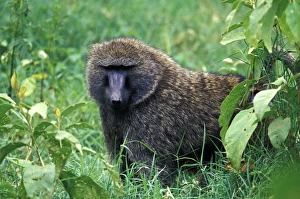 Baboon Prints: Kenya