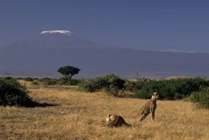 Images Dated 28th May 2010: Kenya: Amboseli, two cheetahs ( Acinonyx jubatus ), lying in grass with Acacia tree