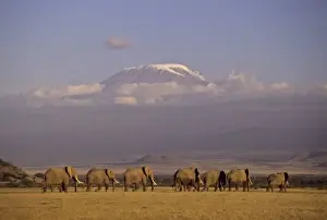 Images Dated 21st March 2011: Kenya, Amboseli. Herd of African elephants (Loxodonta africana) with Mt Kilimanjaro