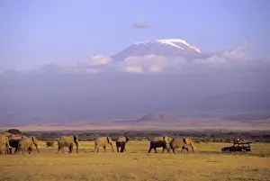 Images Dated 2nd November 2011: Kenya: Amboseli National Park, elephants and safari vehicle with Mt Kilimanjaro in distance