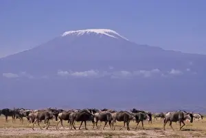 Kenya: Amboseli National Park, herd of wildebeests (Connochaestes taurinus) with