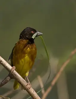 Weaver Prints: Kenya. Brown-capped weaver bird with nesting material in beak