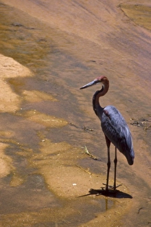 Images Dated 28th May 2010: Kenya: Buffalo Springs National Reserve, Goliath Heron (Ardea goliath)
