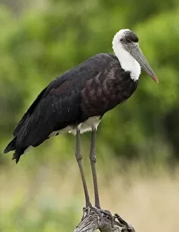 Kenya. Close-up of Abdims stork perched on branch