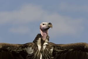 Kenya. Close-up of lappet-faced vulture head and outstretched wings