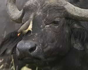Images Dated 9th August 2007: Kenya. Close-up of oxpecker bird on nose of water buffalo