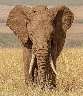 Masai Mara Prints: Kenya. Elephant standing