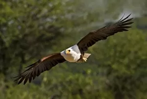 Images Dated 8th August 2005: Kenya. Fish eagle in flight