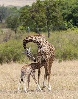 Masai Mara Prints: Kenya, Giraffe, mother, baby feeding
