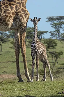 Giraffe Prints: Kenya, Kenya, Masai Mara Conservancy. Group of adult giraffes