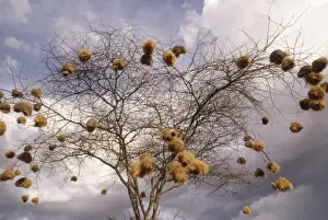 Kenya: Laikipia Plateau, Loisaba Wilderness (formerly Colcheccio Ranch), Acacia mellifera
