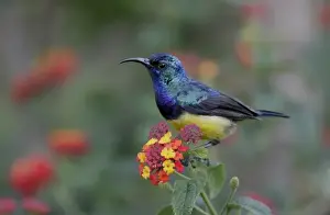Kenya, Lake Naivasha. Variable sunbird male on flowers