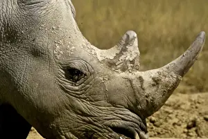 Images Dated 28th May 2010: Kenya: Lake Nakuru, head of white rhinoceros ( Ceratotherium simum )