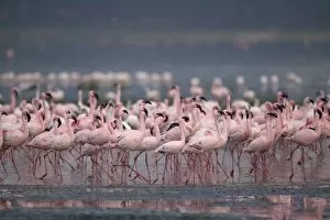 Images Dated 2nd November 2004: Kenya, Lake Nakuru National Park, Lesser Flamingoes (Phoeniconaias minor) flock in