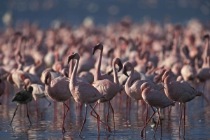 Animal Behavior Prints: Kenya, Lake Nakuru National Park, Lesser Flamingoes (Phoeniconaias minor) flock in