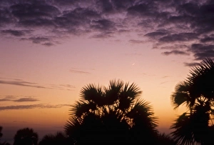 Palms Prints: Kenya, Lake Turkana, Lobolo Camp, new moon and palms at sunset