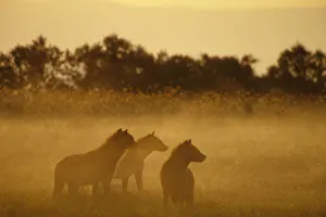 Kenya: Lake Turkana National Park, pack of spotted hyaenas ( Crocuta crocuta )