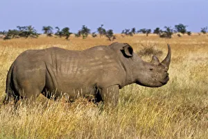 Images Dated 28th May 2010: Kenya: Lewa Wildlife